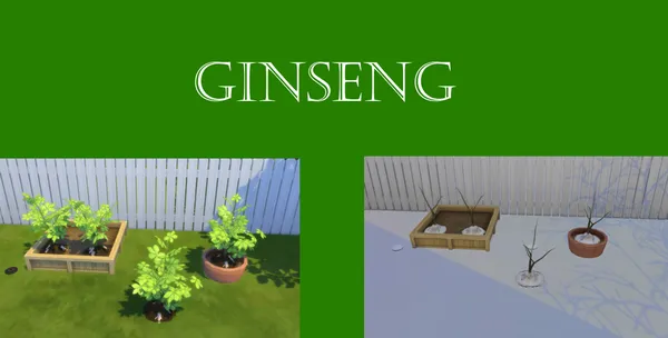 Ginseng Harvestable